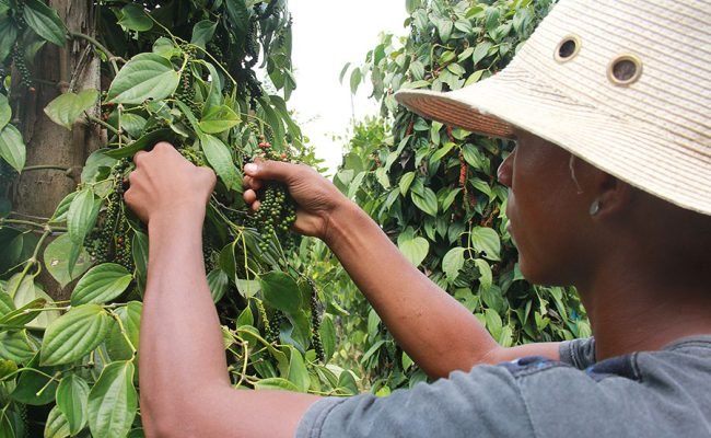 A descoberta pode contribuir para que pequenos produtores implantem ou ampliem seus pimentais a partir de mudas sadias. Foto: Ronaldo Rosa