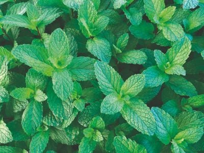 Hortelã em Hidroponia, compensa?