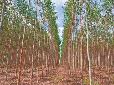 Lei de Proteção da Vegetação Nativa