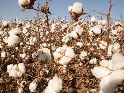 Cientistas desenvolvem novo algodão resistente a doenças