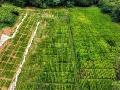 53f5c6d3ce0d486c056fb63bd1b3bf9clow