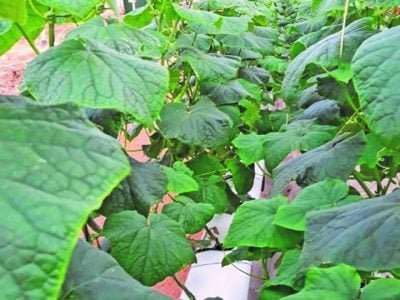 Quais os benefícios à produção de pepinos em calhas?