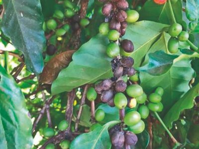 Como identificar a mancha de phoma no cafeeiro?