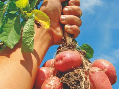 Bioestimulantes: Batata agradece aplicação