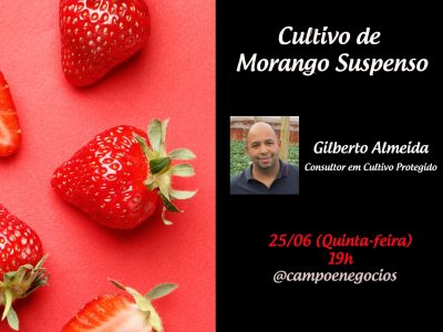 Live – Cultivo de morango suspenso
