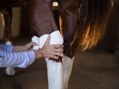 s cuidados com a pele dos cavalos são essenciais para acelerar a recuperação, evitar infecções e garantir o bem-estar animal
