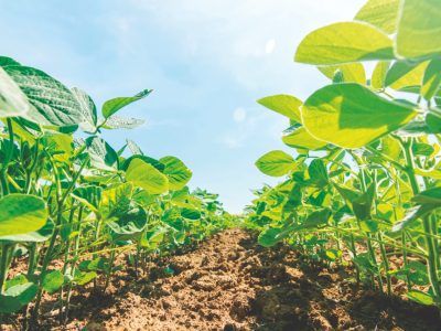 Fosfitos mais micronutrientes proporcionam alta absorção nutricional