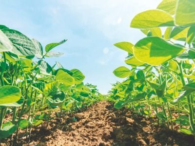 Fosfitos mais micronutrientes proporcionam alta absorção nutricional