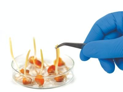 O vigor e o desempenho das sementes de soja