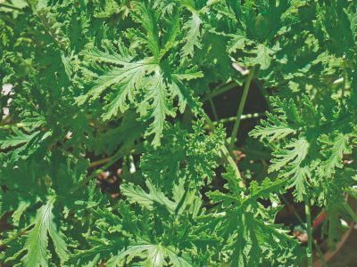 Nematicida orgânico para hortaliças