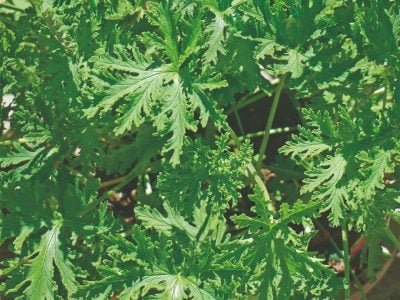 Nematicida orgânico para hortaliças