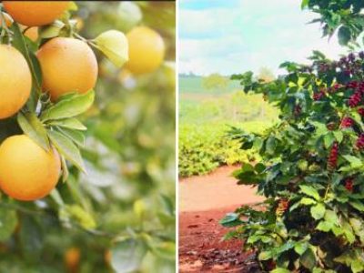 63c84965a5a9eb5758dc03b7739a41e0 (Telefone)