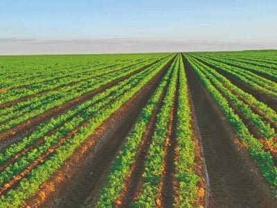 Como garantir uma boa produtividade das cenouras?