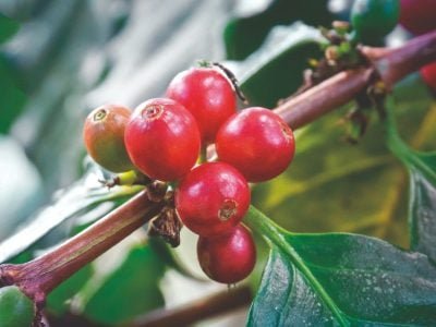 Nutrição na dose certa para o cafeeiro