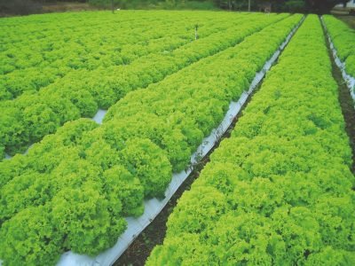 Controle eficiente de pectobacterium em alface com Mulching