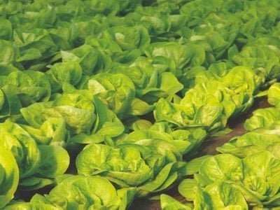 Os Biorreguladores proporcionam contribuições amplas à agricultura?