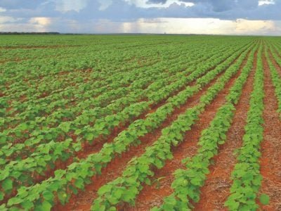 Cenário brasileiro sobre as doenças do algodoeiro