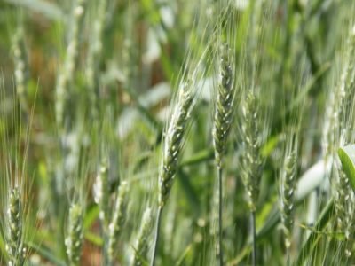 Manejo e monitoramento para controle da lagarta
