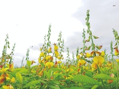 Adubação verde combate os nematoides?