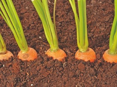 A importância dos Bionematicidas na lavoura de cenoura