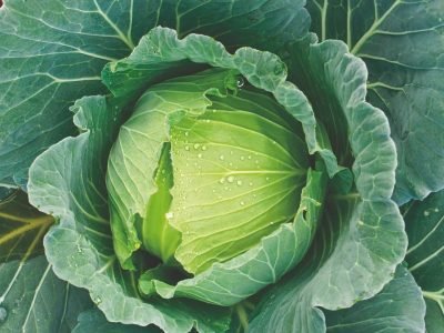 Quais os benefícios dos Aminoácidos em repolho?