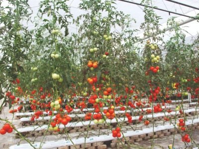 Tomate em cultivo protegido