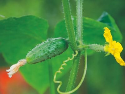 O minipepino ainda é pouco explorado