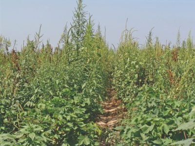 Os desafios do manejo de resistência de Plantas daninha