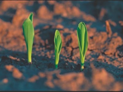 Cálcio está tendo a devida importância no solo?