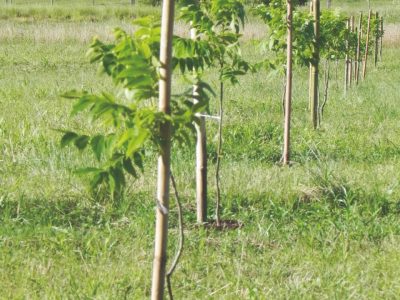 Irrigação: Qual a diferença na produção e qualidade da noz-pecã?