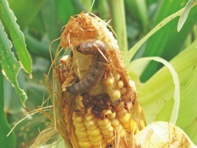 Sistema atrai lagartas para longe da lavoura de milho