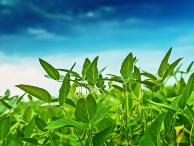 As folhas quanto mais tempo na soja, melhor