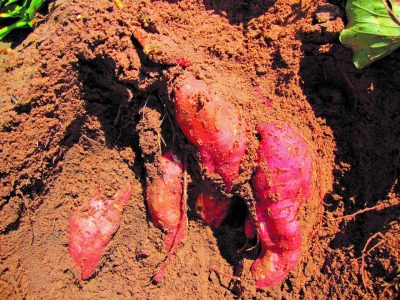 Batata-doce: Cultivar adequada faz toda a diferença