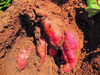 Batata-doce: Cultivar adequada faz toda a diferença
