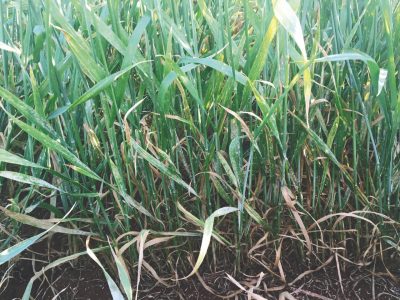 Aumentam os focos de Oídio nas lavouras do Sul