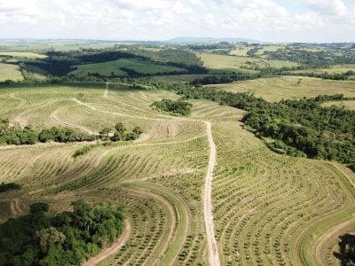 Investir em árvores é ideal para quem deseja diversificar os negócios