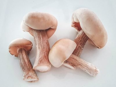 Champignon: Os desafios impostos à atividade
