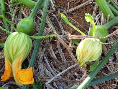 Abóbora - Fonte: Isla