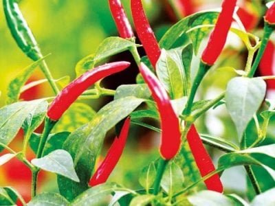 Hortifrúti setembro 2013