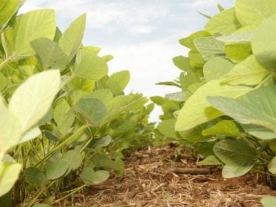 Pesquisadores aprovam o projeto agricultura