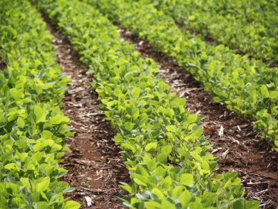 Meio ambiente, produtividade e fertilizantes