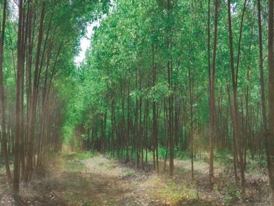 Produção madeireira a importância dos tratos silviculturais