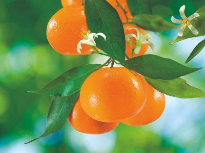 Ácidos húmicos e fúlvicos: A resposta na citricultura