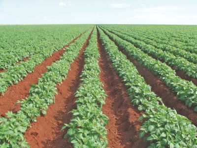 Calcário favorece enraizamento da batata