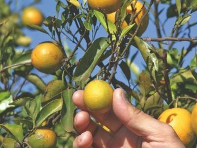 Greening aumenta e atinge 19,02% das laranjeiras
