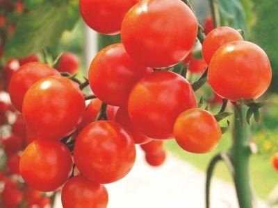 Brix e alta produtividade