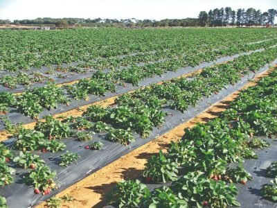 Controle biológico de coró em morango