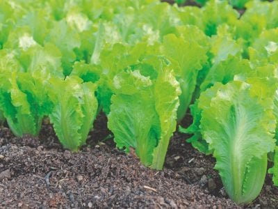 Como aplicar os fertilizantes organominerais?