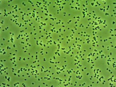 9f7c7-Azospirillum (Telefone)