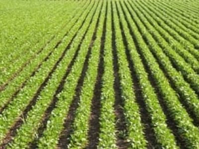 - Crédito Shutterstock